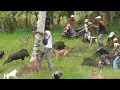 Download Lagu Babi Hutan Brutal Tabrak Lari Motor di Kurai Taji Pariaman || Wild Boar Hunting || Amazing ||