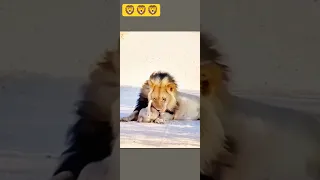 SIMBA Y MUFASA El Rey León Lion Thelionking Bigcat Animals Cat Viralvideo Shorts Wildlife 