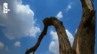 ربي معي دندنها