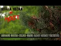 Download Lagu 30 MENIT SUARA HUJAN | TIDUR DITEMANI SUARA HUJAN |  TIDUR, BELAJAR, MEDITASI