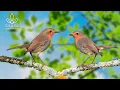 Download Lagu Suara Burung Bernyanyi - Suara Alam yang Paling Menakjubkan dan Menenangkan untuk Menghilangkan Stres dan Mengatasi Kecemasan