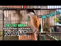 Download Lagu Cendet gacor TOET TOET AMPUH untuk PANCINGAN CENDET AGAR BUNYI jadikan PENTET GACOR SEKETIKA JUGA