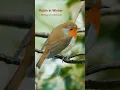 Lagu Robin Redbreast singing in Winter | Christmas Birding #birds
