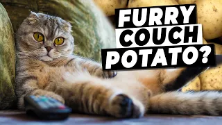 How To Fix A Lazy Cat Tips For Keeping Your Cat Active  How To Fix A Lazy Cat Tips For Keeping Your Cat Active