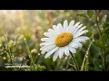 Morning Daisy 🌼 Relaxing Solo Acoustic Guitar for Deep Work [90 MIN]