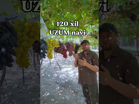 120 xil Uzum