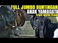 JUMBO MBLUWER NYADIL BUNTINGAN...!!!  1200 KAMBING PE KALIGESING KEYSHA FARM 3 