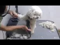 Basic Dog Grooming Course Step 1 Initial Cut