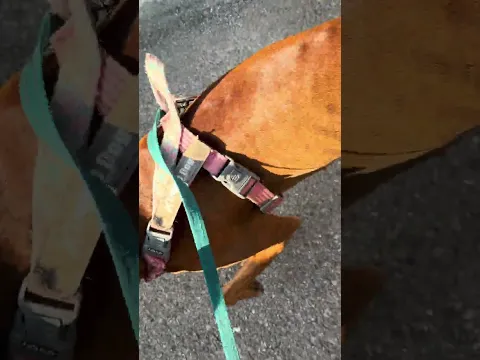🎬🐶EN EL CAPÍTULO DE HOY OS PRESENTO A LA CURIOSITA NEZHA