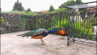 fight between peacock and rooster complete scene