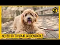 5 Things You Must Never Do to Your Goldendoodle