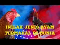 Download Lagu Inilah Jenis Ayam Hobi Termahal di Thailand Bahkan Di Dunia