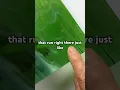 Easily Cut Glass