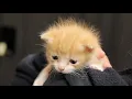 Kittens overflowing at Palm Beach County Animal Care and Control