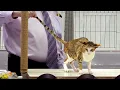 CFA International Show 2019 - Shorthair Adult Class Judging
