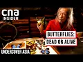 Download Lagu Wings Of Desire: Asia's Illicit Butterfly Trade | Undercover Asia