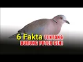 Download Lagu 6 Fakta Tentang Burung Puter Geni Yang Perlu Diketahui Oleh Penghobi Burung Anggungan