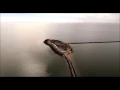 DUCK ISLAND