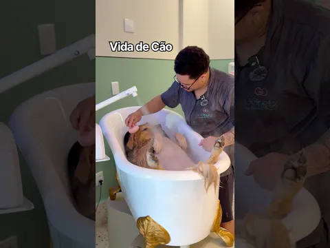 Vida de cão 🤣🐾 #golden #goldenretriever #pets #cachorro #dog #perros #fofura #petshop #spa #banho