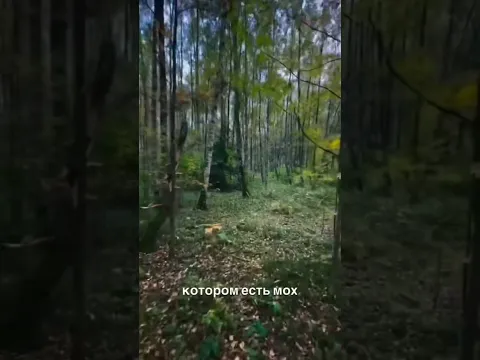 Если потерялись в лесу