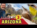 Download Lagu REMOTE BIRDING! Mexican warbler Sycamore Canyon