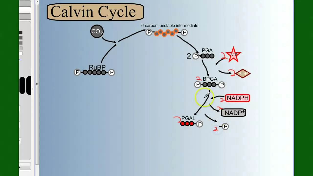 Photosynthesis Part 4: The Calvin Cycle