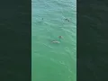 Download Lagu HUGE dolphin pod playing off Destin beach