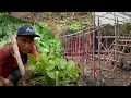 Download Lagu Hujan deras kembali turun pindah tanam bibit besar-bsaran warta petani muda hidup di hutan