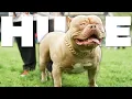 World s biggest XL Bully Show
