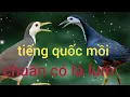 Download Lagu tiếng quốc kêu mồi chuẩn/đêm ngày điều được có quốc là lụm(Không quảng cáo)
