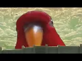 Red birb