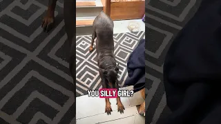 Good morning..  #fyp #dream #youtube #pets #doberman