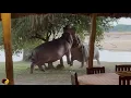 Angry Hippos Fight INSIDE PRIVATE CAMP