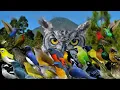 Download Lagu Suara Pikat Burung Abringan Paling Ampuh dan Anti Zonk