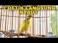 Download Lagu Suara PANCINGAN Burung MOZAMBIK AGAR LANGSUNG GACOR