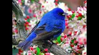 گنجشکک جمشید پروانی Gonjeshkake Telaye 