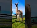 Download Lagu #ireland #animals #nature #lama