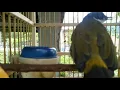 Download Lagu Nyanyian si cucak berisik ( pecinta burung )