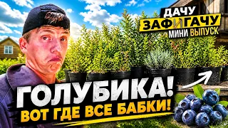Голубичные движения, ягоды на даче!