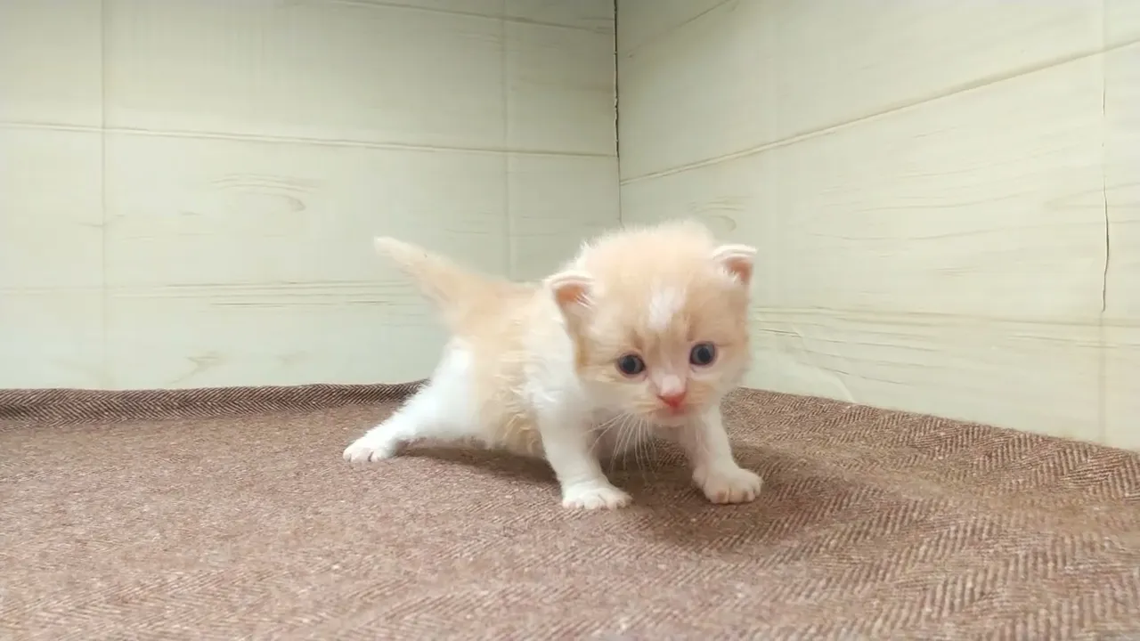 動画