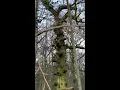 Download Lagu What is the oldest forest in the UK?  #shorts