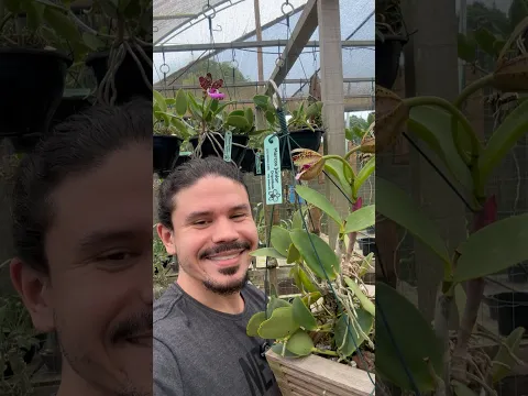 Começou a floração de uma raridade!!!