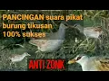 Download Lagu pancingan suara burung tikusan/pikat burung rawa rawa,!!!