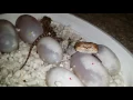 Webe First Two Headed Beardies