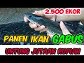 Lagu PANEN IKAN GABUS DIKOLAM BETON || USIA 8 BULAN
