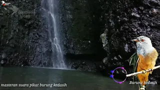 suara pikat audio masteran burung kedasih atau burung emprit gantil gacor los dol