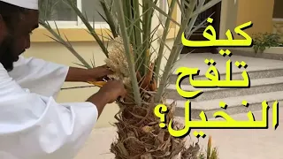 طريقة تلقيح النخيل دندنها