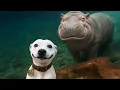Top FUNNIEST ANIMAL s 2026 That Will Make You Die Laughing