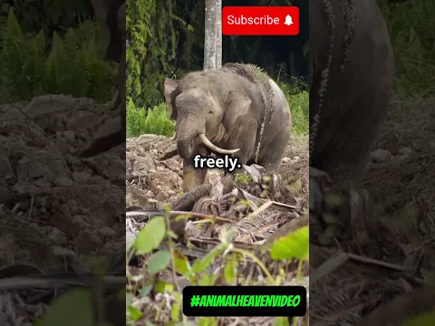 Discover the wild wonders of the Borneo Rainforest 🦧 #animalheavenvideo #animals #nature #wildlife
