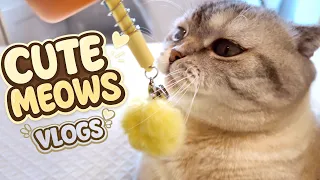 CUTE CAT & DAD! PAW VLOG | Funny Cats Kuma & Yuki ₍^. .^₎⟆ Fluffy Games with Little Kitten Ep. 61